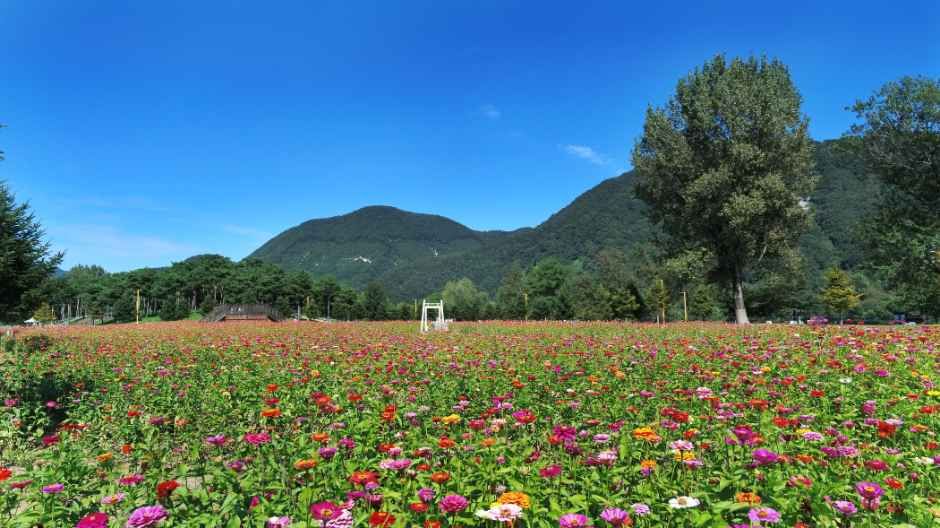 Jarasum Flower Festa — Panoramic autumn floral garden view across Jarasum Island