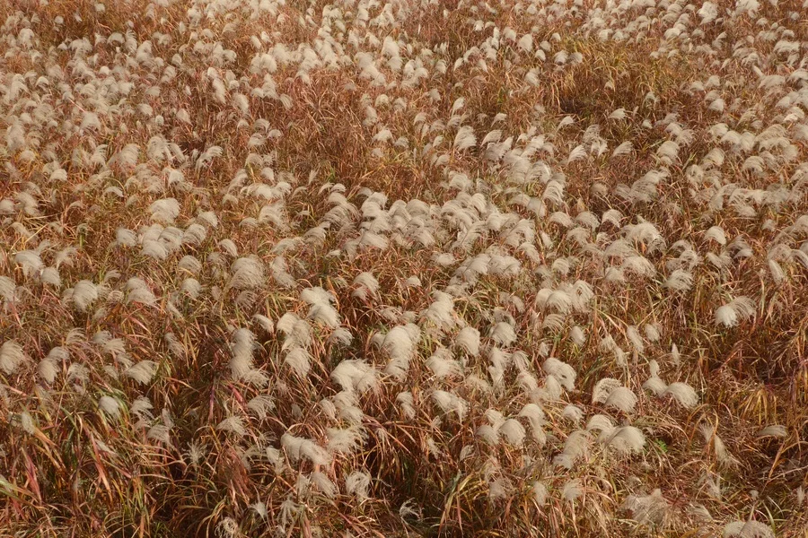 하늘공원 가을 산책 — 하늘공원 풀밭, 2019년 11월 자료 사진. 2026년 축제 현장이 아닙니다.