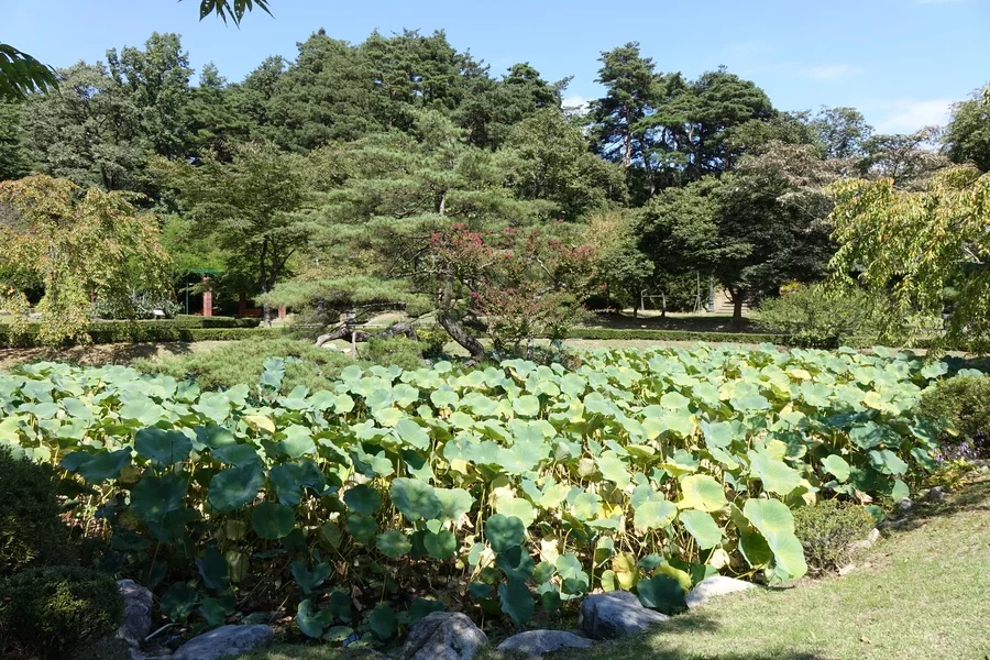 오죽헌 문화 산책 — 오죽헌 정원의 연못과 연잎, 당시 계절 풍경. 2015-09-18